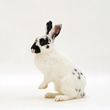 Spotted rabbit