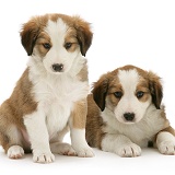 Sable-and-white Border Collie pups