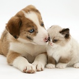 Border Collie puppy and Birman-cross kitten