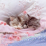 Silver tabby kittens asleep
