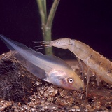 East African diving beetle larva and tadpole