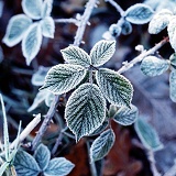 Frosty bramble leaf