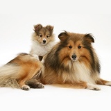 Sheltie mum and pup