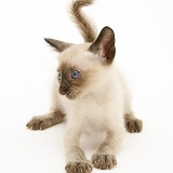 Blue-point Siamese kitten