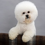 Bichon Frise with paws over