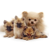 Pomeranian mother and puppies