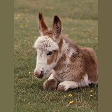 Donkey foal dozing