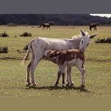 Donkey mare with suckling foal