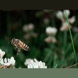 Honey Bee flight