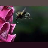 Garden Bumblebee