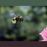 Common White-tailed Bumblebee