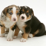 Merle & tricolour Border Collie pups, 8 weeks old
