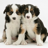 Two Tricolour Border Collie pups, 8 weeks old brothers