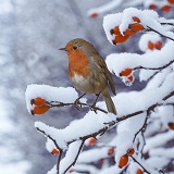 Robin on snowy rose hips