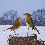 Robins on a snowy stump