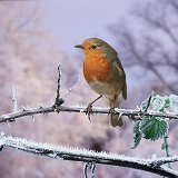 Robin on frosty bramble