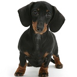 Black-and-tan Dachshund pup