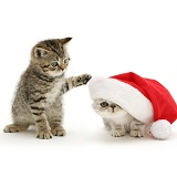 Kittens playing with Santa hat