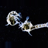 Shore Crab early planktonic larvae