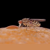 Fruit Fly feeding on fruit juice