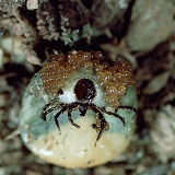 Sheep tick with eggs