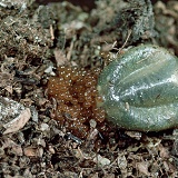 Sheep tick with eggs