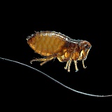 Cat flea