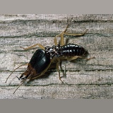 Termite soldier
