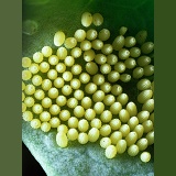 Large White Butterfly eggs