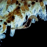Commensal marine polychaete worm