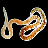 Freshwater Tubifex worm