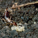 Common Earwig female with eggs