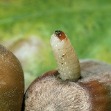 Nut Weevil larva