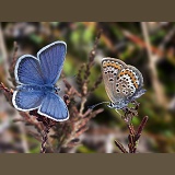 Silver-studded blue pair