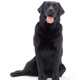 Black Labrador dog