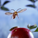 Hornet male in flight