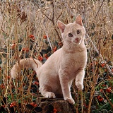 Cream cat among dead grass and berries
