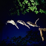 Southern Flying Squirrel multiple exposure