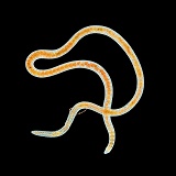 Freshwater worm