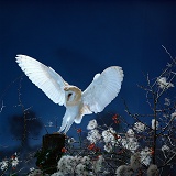 Barn Owl landing on fence post