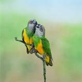 Senegal Parrots