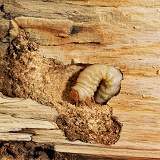 Stag Beetle larva