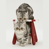 Silver tabby Exotic kittens and child's stool