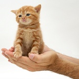 Red tabby kitten in a man's hands