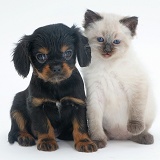 King Charles pup with Ragdoll kitten