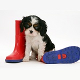 King Charles pup and wellies