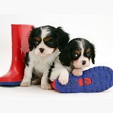 King Charles pups and wellies