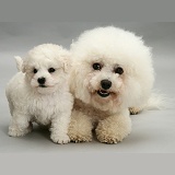 Bichon Frise mother and cute puppy
