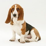 Basset Hound sitting