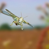 Locust in flight